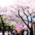 When to experience Daegu’s cherry blossom season?